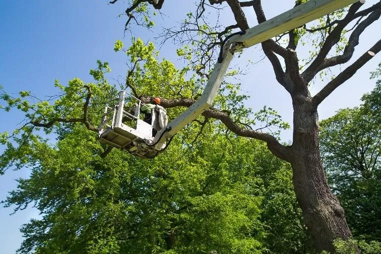 Hortus Tree & Landscape Services team of certified arborists